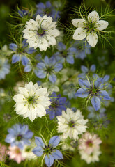 Kwiaty Czarnuszki ( Nigella ), tapeta, dekoracja. 