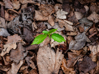 young plant in the ground