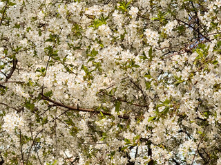 White Cherry Blossoms Covering Branches in Spring Sunlight