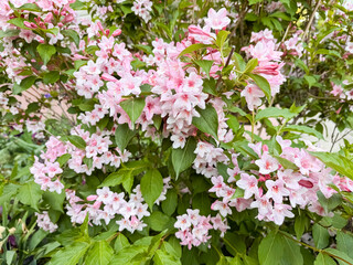 Weigela Shrub with Pink Flowers in Bloom
