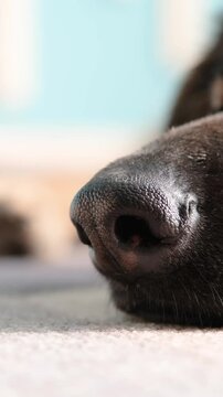 Closeup muzzle of a dog. An extreme close up of a german shepherd nose, wet texture and intricate details of its snout, nostrils flaring