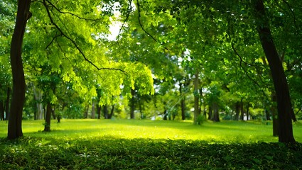 Obraz premium Sunny park scene lush green trees and meadow landscape for relaxation