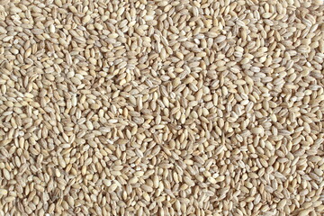 The texture of pearl barley lies in an even layer.