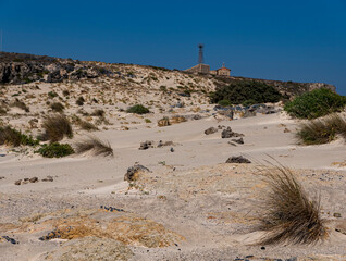 Individual pioneer plants on a sandy site located on the Mediterranean coast
