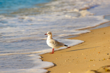 Seagull on the beach .