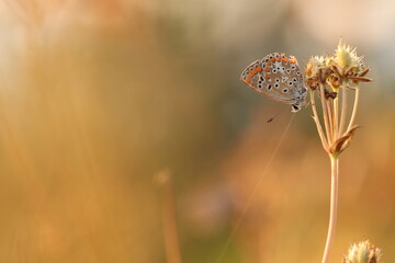 una farfalla licenide al tramonto
