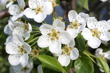 In spring, flowers bloomed on the pear tree.