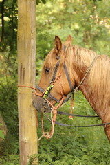 Caballo de montar 