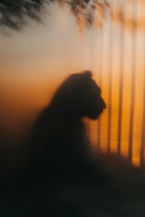 A silhouette of a tiger is shown in a blurry, hazy light