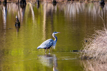 Blue Heron