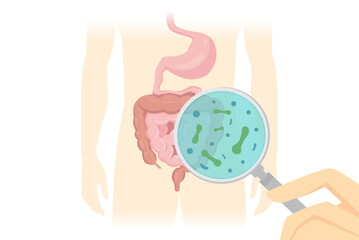 Hand holding a magnifying glass scans the intestines to check for Probiotics. Illustration about live microorganisms, that provide health benefits.