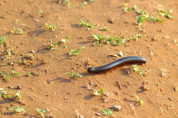 African Giant Millipede Crawling Across Red Sand in Kruger National Park, South Africa
