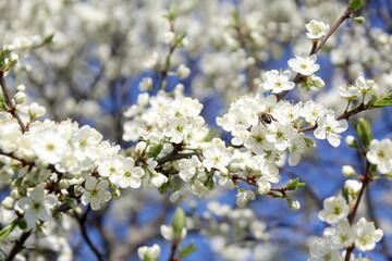  White cherry blossoms bloomed against the blue sky.