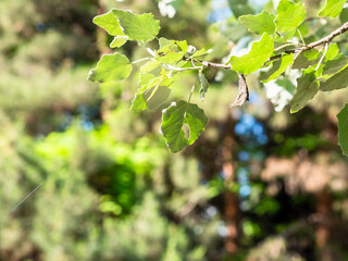 green twig and blurred trees in background