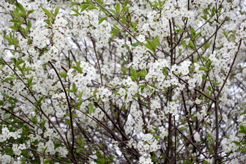 White cherry blossoms bloomed against the blue sky.