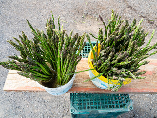 fresh harvested wild young asparagus on wood board