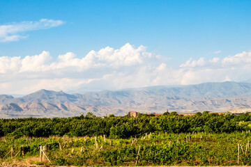 orchards along E117 highway in Ararat province