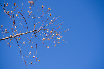 Dormant Branches of a Tulip Tree in Spring. Tulip tree branch during spring, showing dormant branches with no visible buds or leaves, set against vibrant blue sky