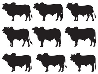 BRAHMAN BULL SILHOUETTE