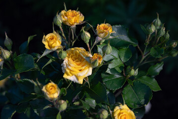 Yellow roses bloom beautifully in a garden setting during springtime, showcasing a vibrant display of petals and greenery