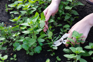 Hands carefully pruning fresh herbs in a lush garden on a sunny day to promote healthy growth and flavor enhancement