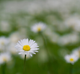 Beautiful close-up of bellis perennis © James Nature Pics