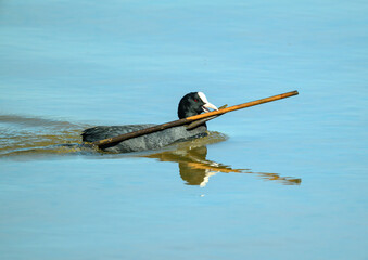 A coot swims gracefully in the serene waters of a lake while carrying a stick in its beak. The peaceful afternoon sunlight adds warmth to the tranquil setting