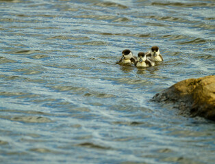 Three shelduck ducklings glide gracefully across calm water, their reflections dancing on the surface. A rocky shore provides a natural backdrop as the day begins