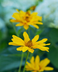 Yellow flowers in the garden. Colorful floral background. Photo for interior decor.