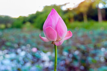 Pink sacred lotus flowers and lotus pods in the pond. that the villagers picked up from the pond village public to prepare to offer to monks. Soft and selective focus.