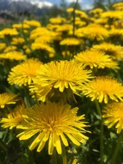 Bright yellow dandelions blooming under a clear spring sky with mountain backdrop.