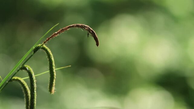 giant sedge growing by the pond, beautiful ornamental grass with green background, Ornamental grass blowing in the wind, carex pendula, beautiful bokeh
