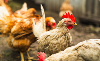 Hen forages in barnyard with fellow chickens during sunny day
