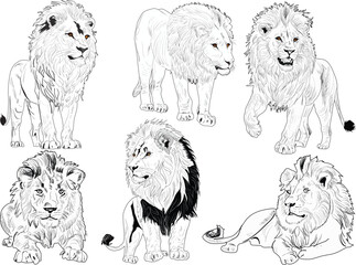 six lions sketches isolated on white background