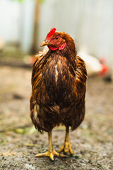 A brown hen stands prominently, displaying its vibrant feathers and bright eyes. The farmyard background hints at a rustic lifestyle, with soft natural lighting enhancing the scene.