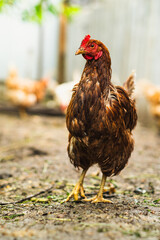 Close-up view of a brown hen showcasing its feathers, eyes, and beak in a farmyard setting during daylight