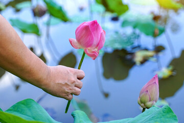 Reach out your hand to pick up the Pink sacred lotus in the pond. Soft and selective focus.
