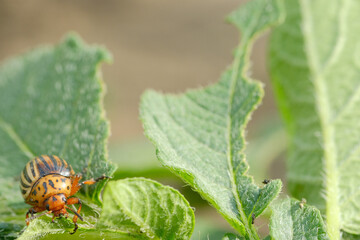 Colorado potato beetle is seen on a lush green leaf, exploring its surroundings in a sunny garden. This pest is known for damaging potato plants significantly.