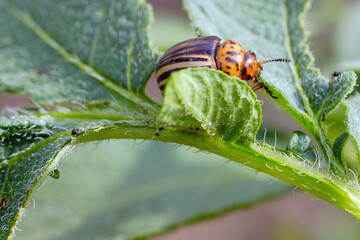 Colorado potato beetle is seen on a lush green leaf, exploring its surroundings in a sunny garden. This pest is known for damaging potato plants significantly.
