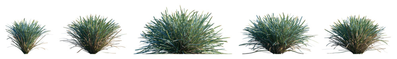 grass Lomandra glauca Aussie Blue Grass  - Mat Rush clumping plant with yellow flowers isolated png premium cutout foreground grass