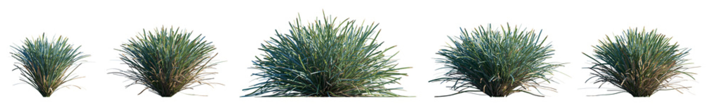 grass Lomandra glauca Aussie Blue Grass  - Mat Rush clumping plant with yellow flowers isolated png premium cutout foreground grass