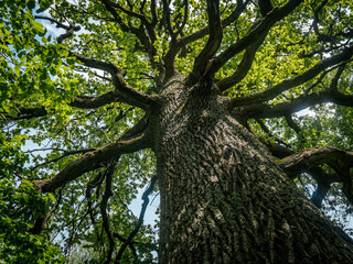 Dramatic low-angle view of a tall tree with rough bark and wide branches under a partly cloudy sky,...