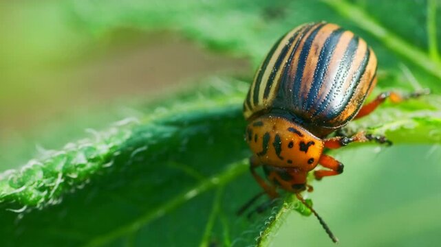 Colorado potato beetle resting on green leaf during summer in a vibrant garden environment