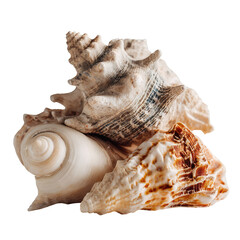 Fototapeta premium An Exceptional Collection of Rare Large Sea Shells on Transparent Background