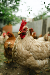 A group of chickens walks around a cozy backyard coop surrounded by greenery. The animals appear healthy and curious, enjoying their environment on a cloudy day.