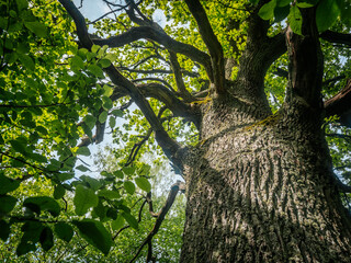 Dramatic low-angle view of a tall tree with rough bark and wide branches under a partly cloudy sky,...