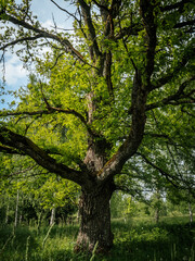 A large oak tree with thick, mossy branches spreads its green crown across the sky, creating a natural shelter of leaves and bark.