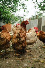 A group of chickens walks around a cozy backyard coop surrounded by greenery. The animals appear healthy and curious, enjoying their environment on a cloudy day.