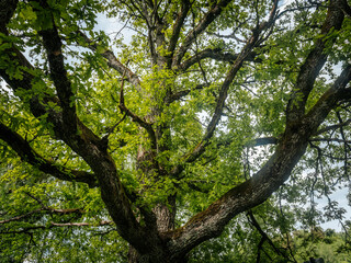 A large oak tree with thick, mossy branches spreads its green crown across the sky, creating a...