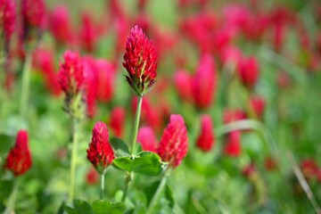 A beautiful blooming red field in the Czech Republic. Concept for nature and agriculture. Beautiful red flowers. Spring nature background. Clover incarnate - Trifolium incarnatum